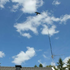 5 st Kompletta Fågelskrämmor Höken 6 meter